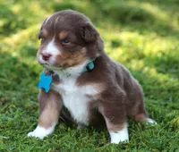 Shelby, a female Australian Shepherd for sale in Cookeville, TN – 2 of 8