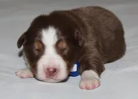 Whiskey, a male Australian Shepherd for sale in Cookeville, TN – 2 of 8