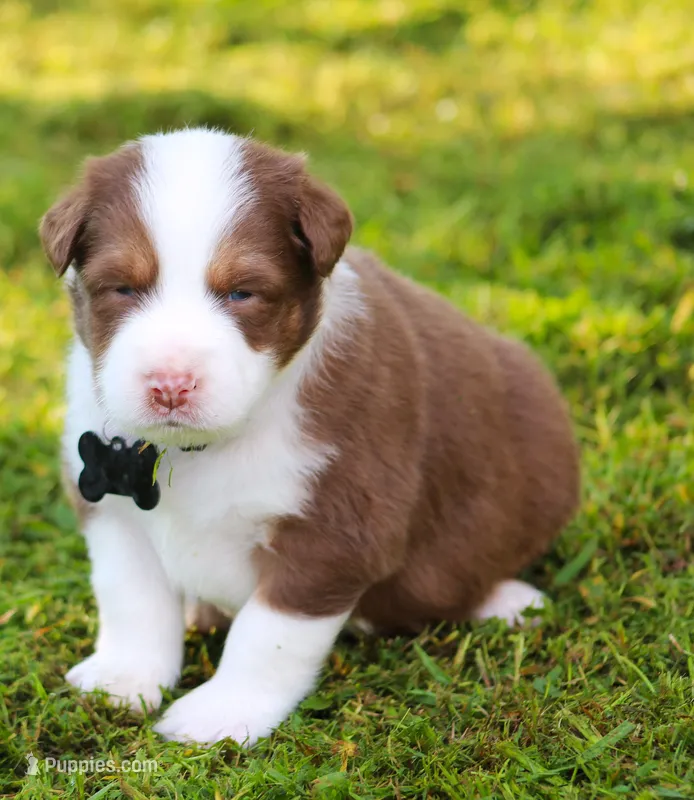 Scout – Australian Shepherd puppy for sale in Cookeville, TN