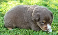 Shelby, a female Australian Shepherd for sale in Cookeville, TN – 8 of 8