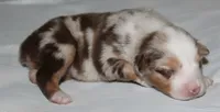Sydney, a female Australian Shepherd for sale in Cookeville, TN – 9 of 10