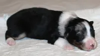 Dixie, a female Australian Shepherd for sale in Cookeville, TN – 4 of 10
