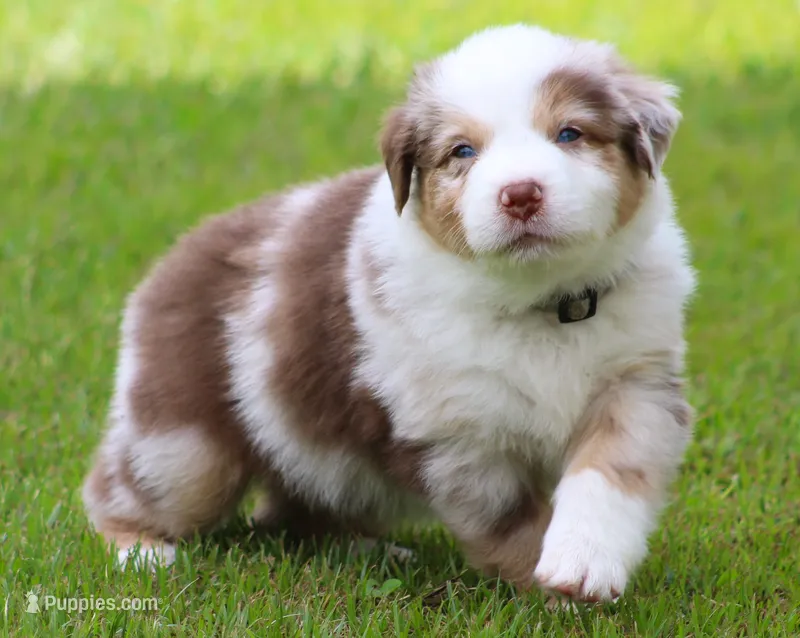 Tucker – Australian Shepherd puppy for sale in Cookeville, TN