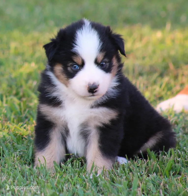 Lindsay – Australian Shepherd puppy for sale in Cookeville, TN