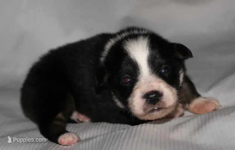 Layla – Australian Shepherd puppy for sale in Cookeville, TN