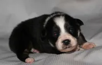 Layla, a female Australian Shepherd for sale in Cookeville, TN – 1 of 7