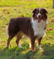 Patches, a female Australian Shepherd for sale in Cookeville, TN – Photo 9 of 10