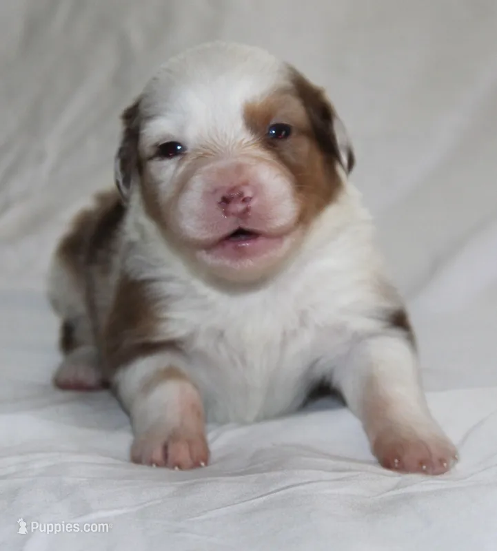 Patches – Australian Shepherd puppy for sale in Cookeville, TN
