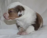 Patches, a female Australian Shepherd for sale in Cookeville, TN – Photo 6 of 10