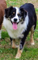 Patches, a female Australian Shepherd for sale in Cookeville, TN – Photo 10 of 10