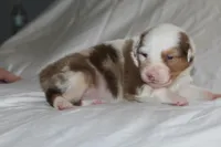 Patches, a female Australian Shepherd for sale in Cookeville, TN – Photo 8 of 10