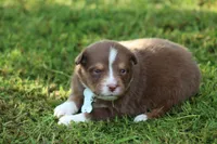 springer, a male Australian Shepherd for sale in Cookeville, TN – 9 of 9
