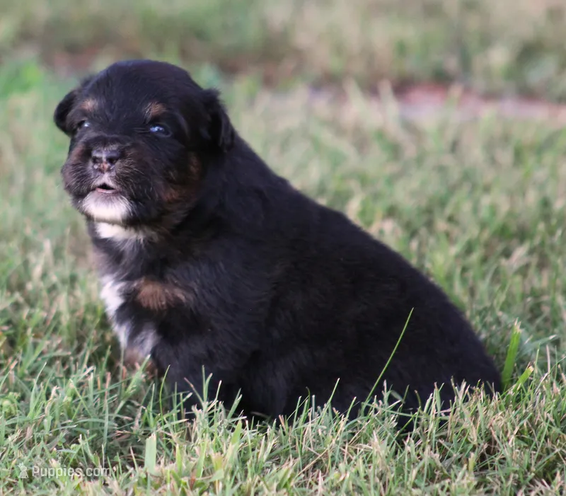 Jackson – Australian Shepherd puppy for sale in Cookeville, TN