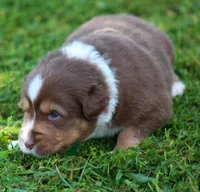 Kinsey, a female Australian Shepherd for sale in Cookeville, TN – 9 of 10