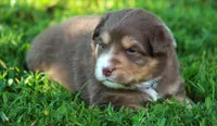 Harper, a female Australian Shepherd for sale in Cookeville, TN – 6 of 7