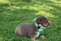Kinsey, a female Australian Shepherd for sale in Cookeville, TN – 6 of 10