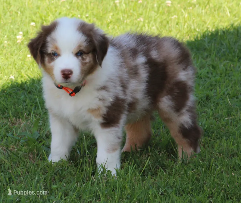 Cody – Australian Shepherd puppy for sale in Cookeville, TN