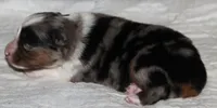 Savannah, a female Australian Shepherd for sale in Cookeville, TN – 2 of 10