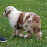 Maggie May, a female Australian Shepherd for sale in Cookeville, TN – 3 of 10