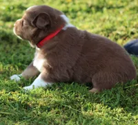Ellie, a female Australian Shepherd for sale in Cookeville, TN – 4 of 7