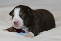 Ryder, a male Australian Shepherd for sale in Cookeville, TN – 7 of 8