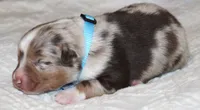 Carter, a male Australian Shepherd for sale in Cookeville, TN – 2 of 10