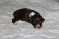 Asher, a male Australian Shepherd for sale in Cookeville, TN – 5 of 8
