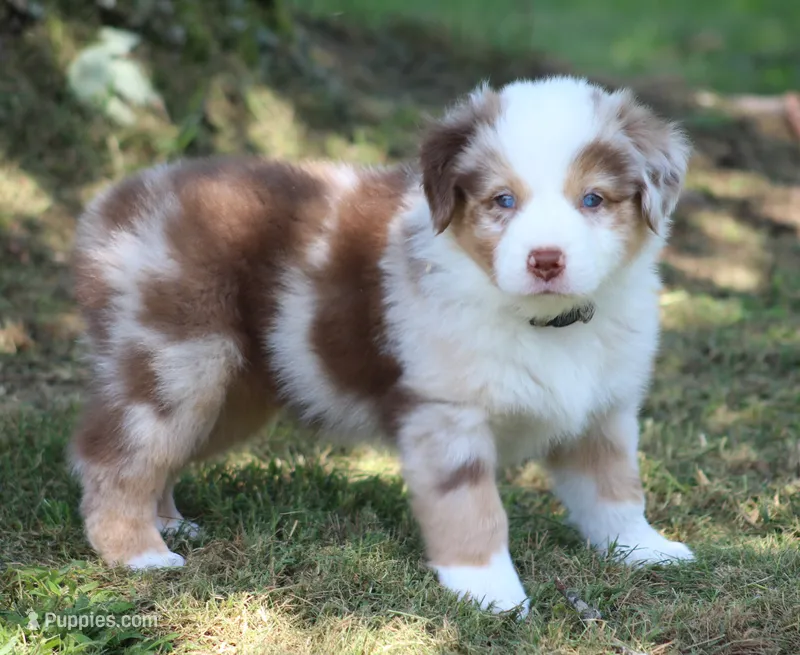 Tucker – Australian Shepherd puppy for sale in Cookeville, TN