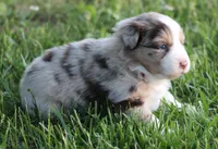 Carrie, a female Australian Shepherd for sale in Cookeville, TN – Photo 2 of 10