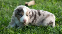 Carrie, a female Australian Shepherd for sale in Cookeville, TN – Photo 6 of 10