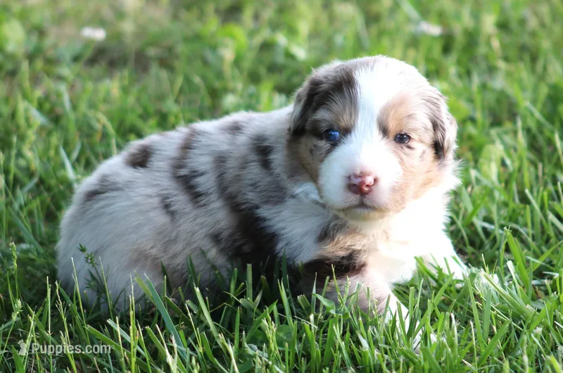 Carrie – Australian Shepherd puppy for sale in Cookeville, TN