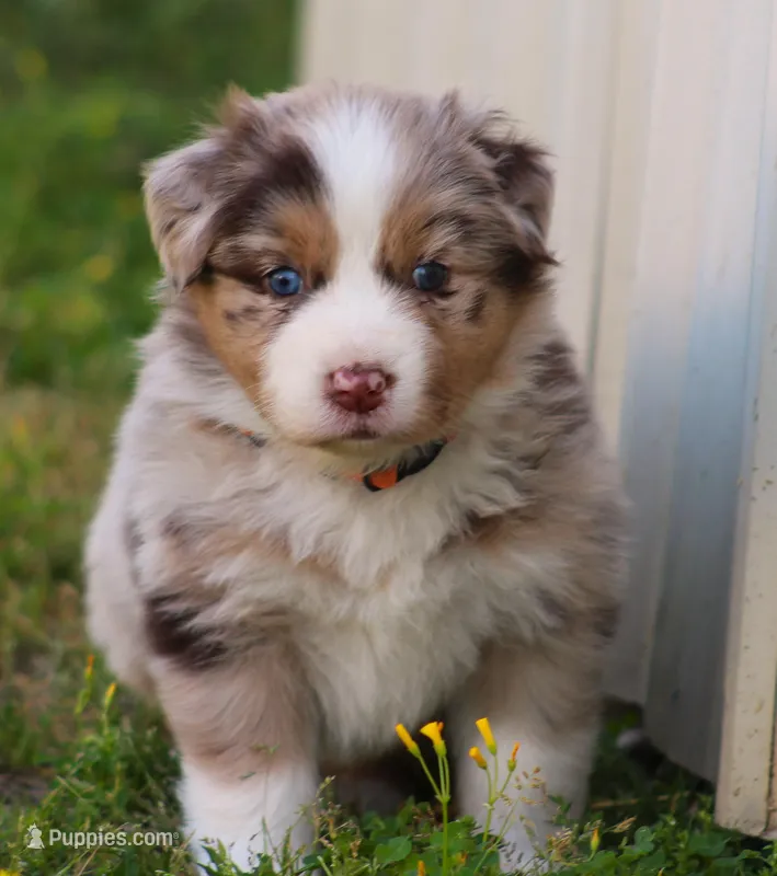Carrie – Australian Shepherd puppy for sale in Cookeville, TN