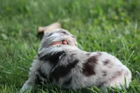 Carrie, a female Australian Shepherd for sale in Cookeville, TN – Photo 10 of 10