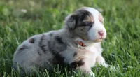 Carrie, a female Australian Shepherd for sale in Cookeville, TN – Photo 4 of 10
