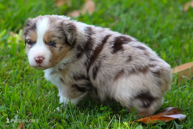 Carrie – Australian Shepherd puppy for sale in Cookeville, TN