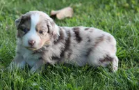 Carrie, a female Australian Shepherd for sale in Cookeville, TN – Photo 3 of 10