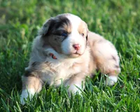 Carrie, a female Australian Shepherd for sale in Cookeville, TN – Photo 5 of 10