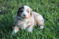 Carrie, a female Australian Shepherd for sale in Cookeville, TN – Photo 8 of 10