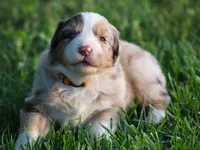 Carrie, a female Australian Shepherd for sale in Cookeville, TN – Photo 7 of 10