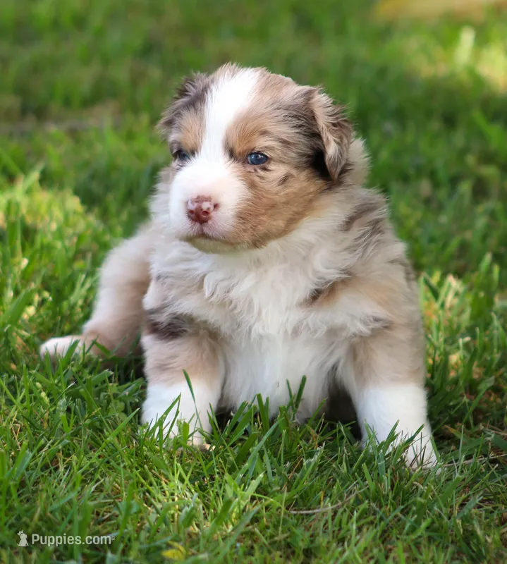 Carrie – Australian Shepherd puppy for sale in Cookeville, TN
