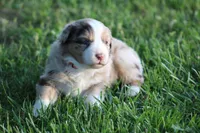 Carrie, a female Australian Shepherd for sale in Cookeville, TN – Photo 9 of 10