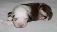 Roxy, a female Australian Shepherd for sale in Cookeville, TN – 3 of 10