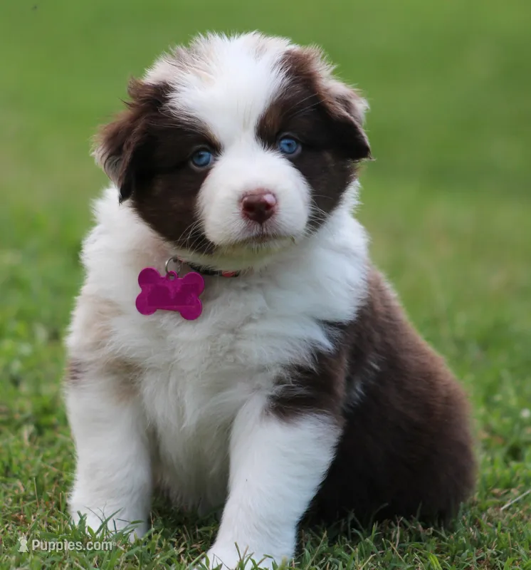 Charlotte – Australian Shepherd puppy for sale in Cookeville, TN