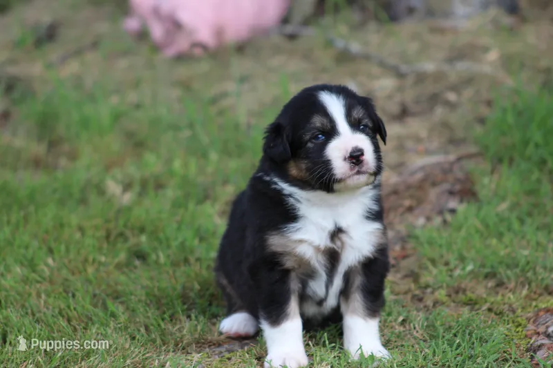 Ella – Australian Shepherd puppy for sale in Cookeville, TN