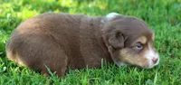 Harper, a female Australian Shepherd for sale in Cookeville, TN – 3 of 7