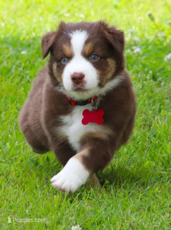 Ryder – Australian Shepherd puppy for sale in Cookeville, TN