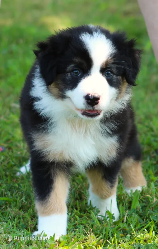 Josie – Australian Shepherd puppy for sale in Cookeville, TN