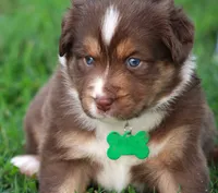 Kinsey, a female Australian Shepherd for sale in Cookeville, TN – 7 of 10