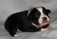 Layla, a female Australian Shepherd for sale in Cookeville, TN – 2 of 7