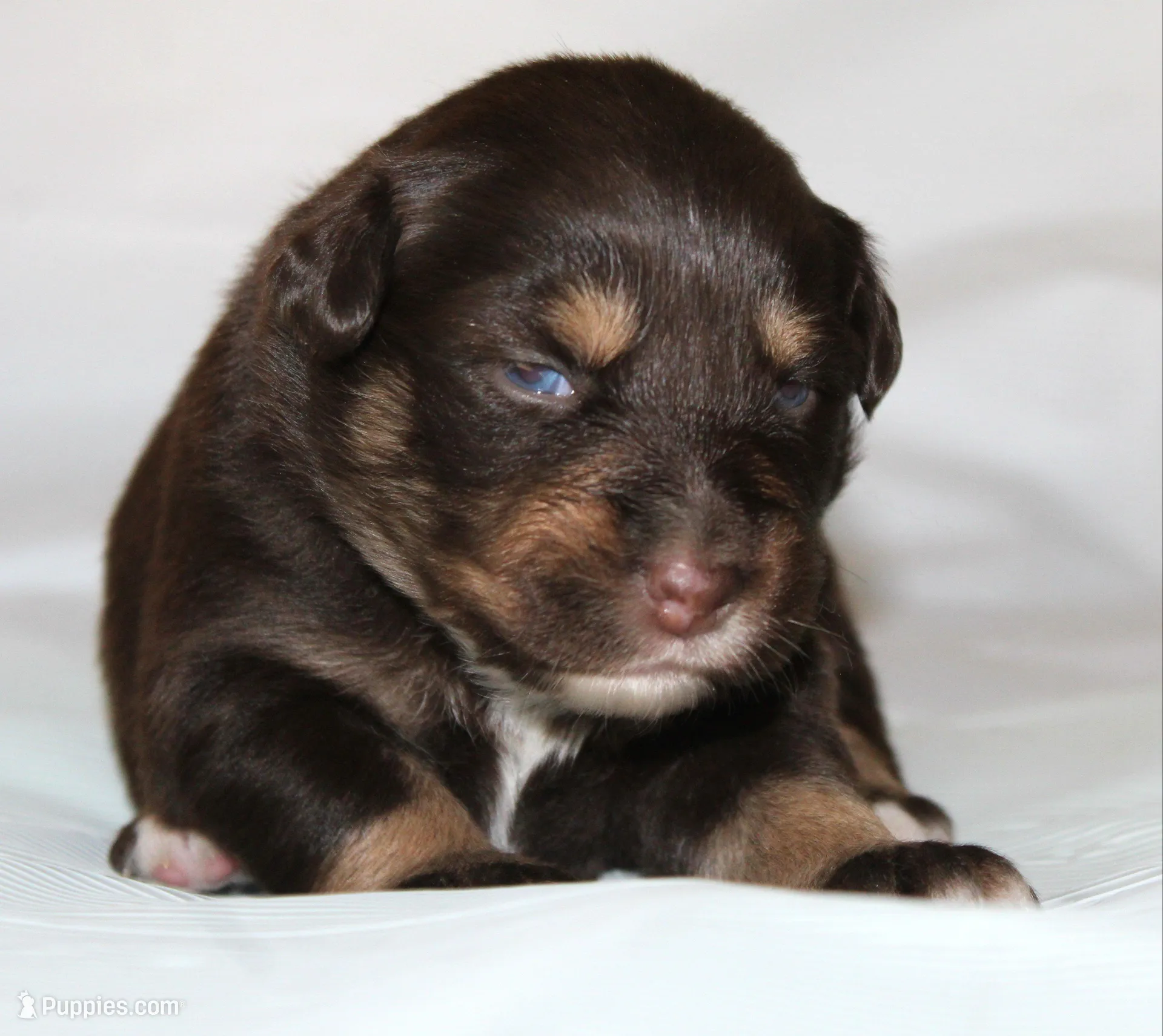 Flame, a female Australian Shepherd for sale in Cookeville, TN – Photo 1 of 10